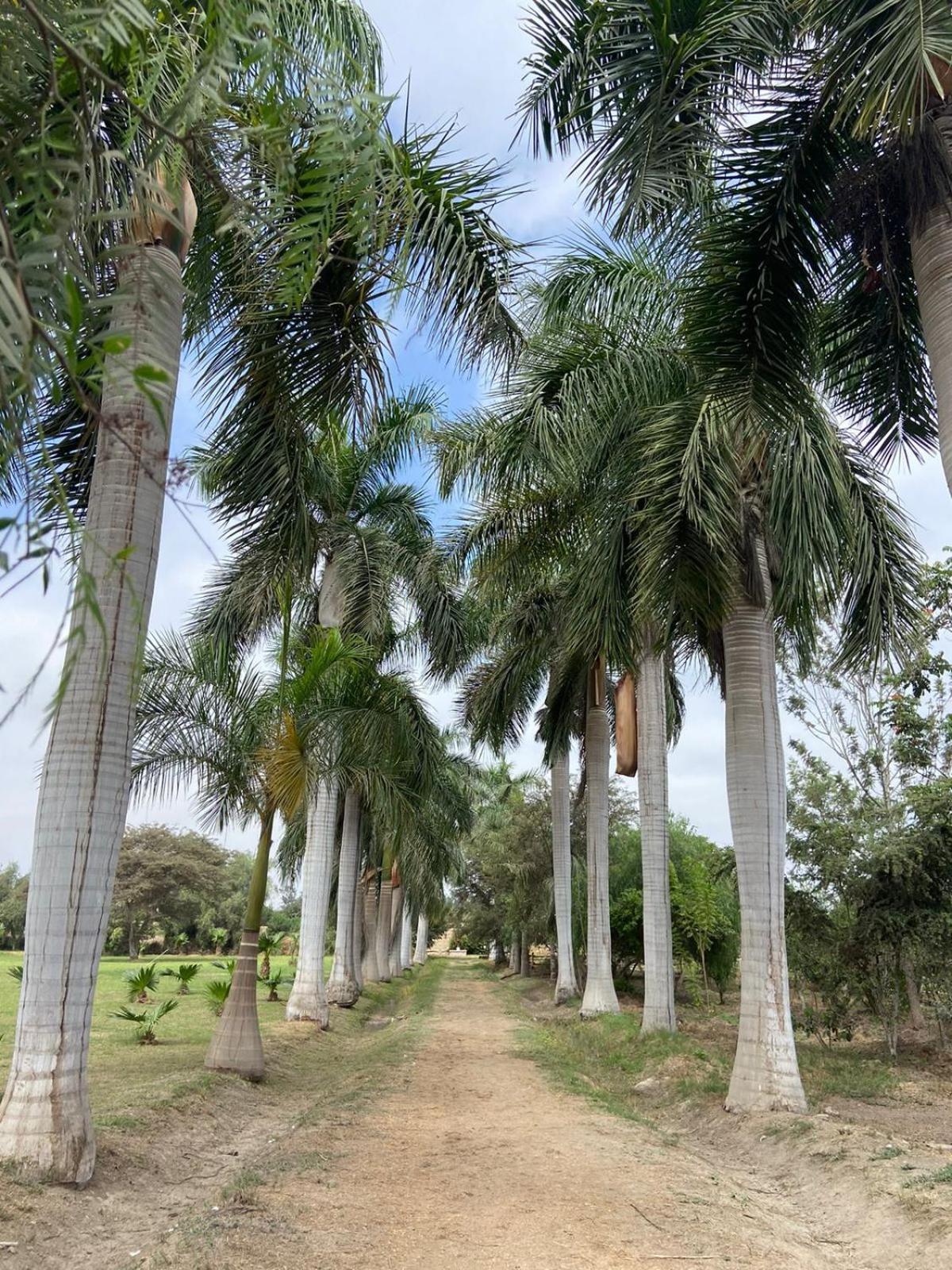 Casa Hacienda San Jose Otel Chincha Alta Dış mekan fotoğraf